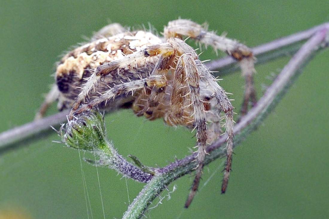 Araneus diadematus - Montenefera (TV)